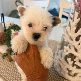 Valor - Black tan and white male Biewer Terrier puppy in Cartersville, Georgia from Alpha Tiny Paws