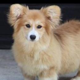 Gena - Pembroke Welsh Corgi