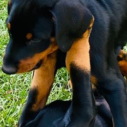 Doberman Pinscher Puppies from TeatreeDoberman