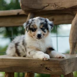 Pluto - Blue merle male Australian Shepherd puppy in Canyon Lake, Texas from Bittersweet Australian Shepherds