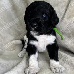 Cypress - Green Collar - Black male Poodle puppy in Monroe, North Carolina from The Klepper Homestead