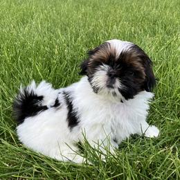 Rayna - Red and white female Shih Tzu puppy in Silver Lake, Oregon from Bling Shih Tzu