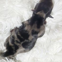 Boy 1 - Yorkshire Terrier puppy in Marble Hill, Missouri from LeGrands Parti Pups