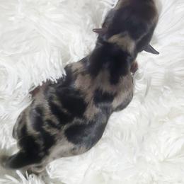 Boy 1 - Yorkshire Terrier puppy in Marble Hill, Missouri from LeGrands Parti Pups