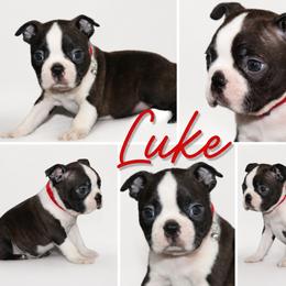 Luke - Brindle and white male Boston Terrier puppy in Brooksville, Florida from I Love Pups