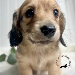 English Cream2 - Cream male Dachshund puppy in Nampa, Idaho from Long_and_Low_Dachshunds