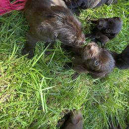 Pudelpointer Puppies from Bent Tree Pudelpointers