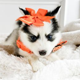 Female blk and white - Black and white female Pomsky puppy in Leesburg, Virginia from Capital Pomsky