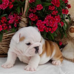 Bulldog Puppies from Our House Of Treasures