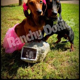 Dachshund Puppies from Ranchy Doxies