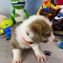 Jimmy - Red male Pembroke Welsh Corgi puppy in Apison, Tennessee from Ashmore Corgis