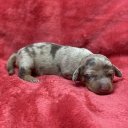 Freckles - Dapple female Dachshund puppy in Richmond, Virginia from Paw Prints