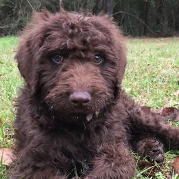 Goldendoodles and Labradoodles from Mixon Farm Doodles