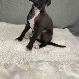 Italian Greyhound Puppies from Kentucky Greyhounds