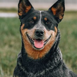 Spade - Australian Cattle Dog