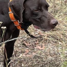 German Shorthaired Pointers from Gemutlich