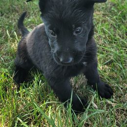 German Shepherd Puppies from Woodhill K9