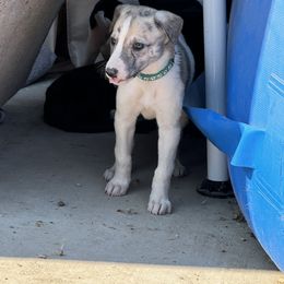 Golden Retriever and Greyhound Puppies from K and E Kennels