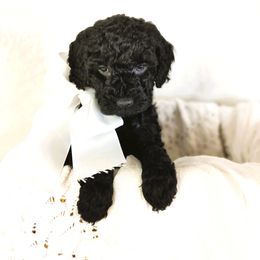 Tiramisu - Black female Goldendoodle puppy in Longview, Texas from WonderDoodles