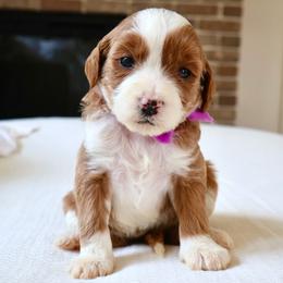 Autumn - Purple - Red  female Goldendoodle puppy in Ruthorfordton, North Carolina from Duncan Doodles Goldendoodles