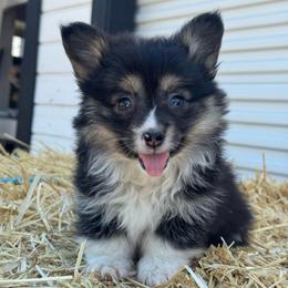Sammy (fluffy) - Black and tan female American Corgi puppy in East Oakdale, California from Rhettro Kennels