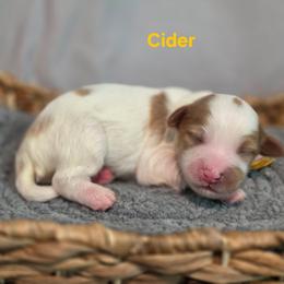 Cider - Parti male Goldendoodle puppy in Summerville, South Carolina from Channys Doodles