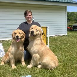 Golden Retriever All Grown Up from Bryeridge Goldens
