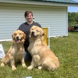 Golden Retriever All Grown Up from Bryeridge Goldens