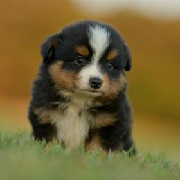 Pilot - Black tri male Toy Australian Shepherd puppy in Hartman, Arkansas from Southern Edition Aussies