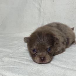 Rolo - Chocolate merle male Pomeranian puppy in Hughes Springs, Texas from Hughes Springs Tx Poms