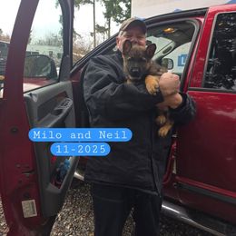 Black - Sable male German Shepherd puppy in Roy, Washington from Diwaids Working German Shepherd Dogs