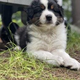 Australian Shepherd Puppies from Wild Atlantic  Aussies