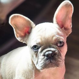 Heather - Cream female French Bulldog puppy in Philadelphia, Pennsylvania from Kiki Leigh Frenchies