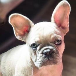 Heather - Cream female French Bulldog puppy in Philadelphia, Pennsylvania from Kiki Leigh Frenchies