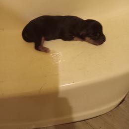 Boy 2 - Blue and tan male Dachshund puppy in Warrenville, South Carolina from Sherman's Dachshunds