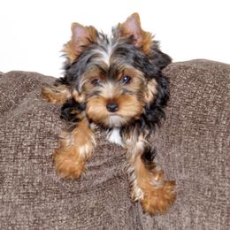 Yorkshire Terrier Puppies from Diamond in a Rough Yorkies
