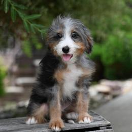 Pebbles (socialization program graduate) - Merle female Bernedoodle puppy in Dundee, Ohio from Down Home Doodle