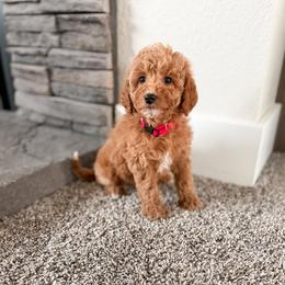 Cherry - Apricot female Goldendoodle puppy in Billings, Montana from Montana Raised Doodles