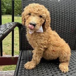 White Collar Boy - Red male Double Doodle puppy in Clarks Hill, South Carolina from Rosie’s Double Doodles