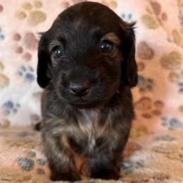 Fallon - Brindle male Dachshund puppy in Nampa, Idaho from 208 Wiener Wiggle Butts LLC