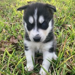 Arthur - Black and white male Siberian Husky puppy in College Station, Texas from Texas Siberian Husky Kennels (TSHK)