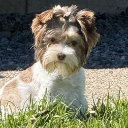 Yorkshire Terriers from Twisted Oak Farms
