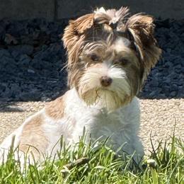 Yorkshire Terriers from Twisted Oak Farms