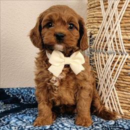King - Red male Cavapoo puppy in Temecula, California from Oodles O'Doodles