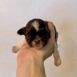 Lucas - Liver and white male Shih Tzu puppy in Stroud, Oklahoma from Laik’s Little Shihtz & Poms