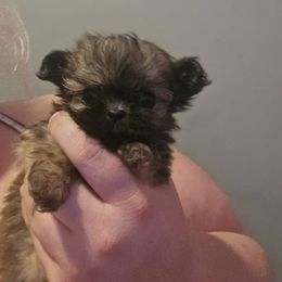 Female 2 - Brown female Mal-Shi puppy in Pleasant Hill, Iowa from Courtney Nicole's Mal Shihs