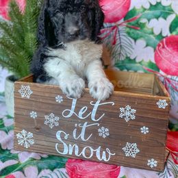 Goldendoodle Puppies from Owen-a-Doodle