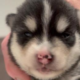 Ki Ki - Black and white female Pomsky puppy in Spring Hill, Florida from PDQ Pomskies