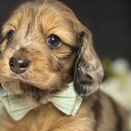 Boy 1 - Dachshund puppy in North Port, Florida from Jessica Louise Dachshunds