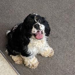 Cocker Spaniels from Hay Creek Cocker Spaniels